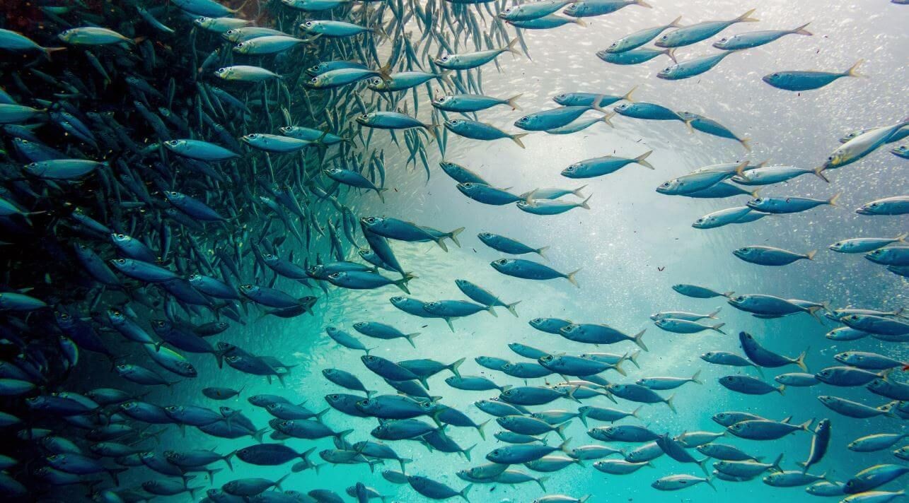 Large school of blue fish swimming in the ocean, with sunlight filtering through the water.